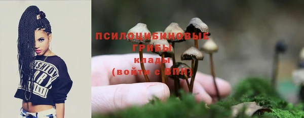 PSILOCYBIN Белокуриха